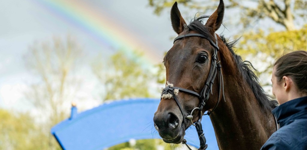 It's All Rainbows for PHOENIX PASSION