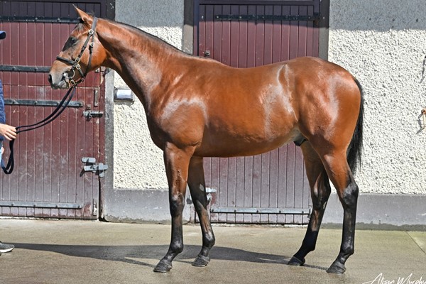 Yearlings